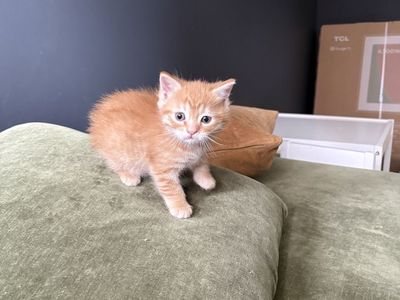 Playful 8-Week-Old Orange Kitten - 1/4 Persian Mix
