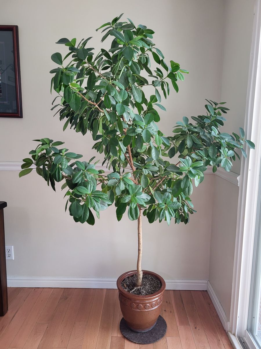 Ficus Tree in Pot