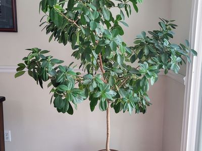 Ficus Tree in Pot