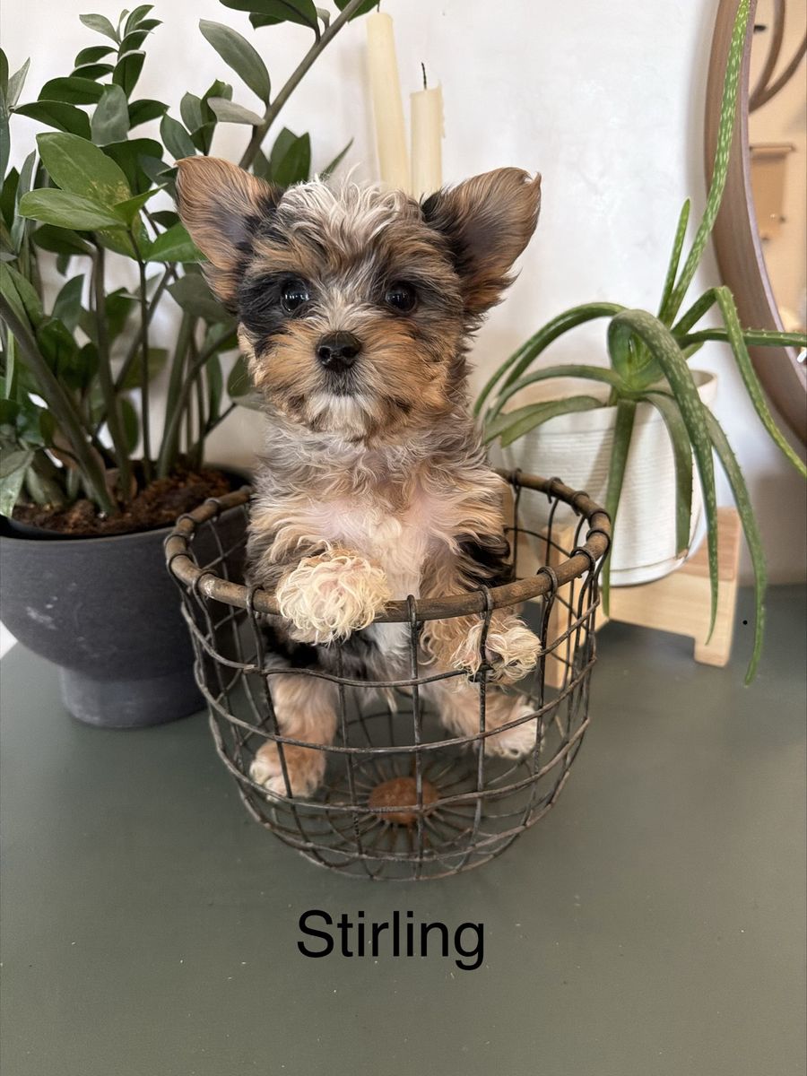 Stunning Yorkie Puppies-Ready Now