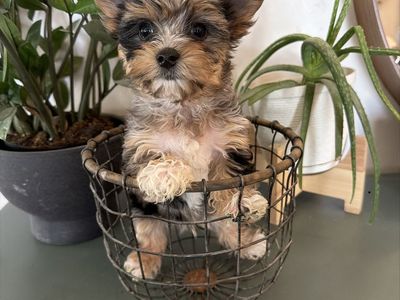 Stunning Yorkie Puppies-Ready Now