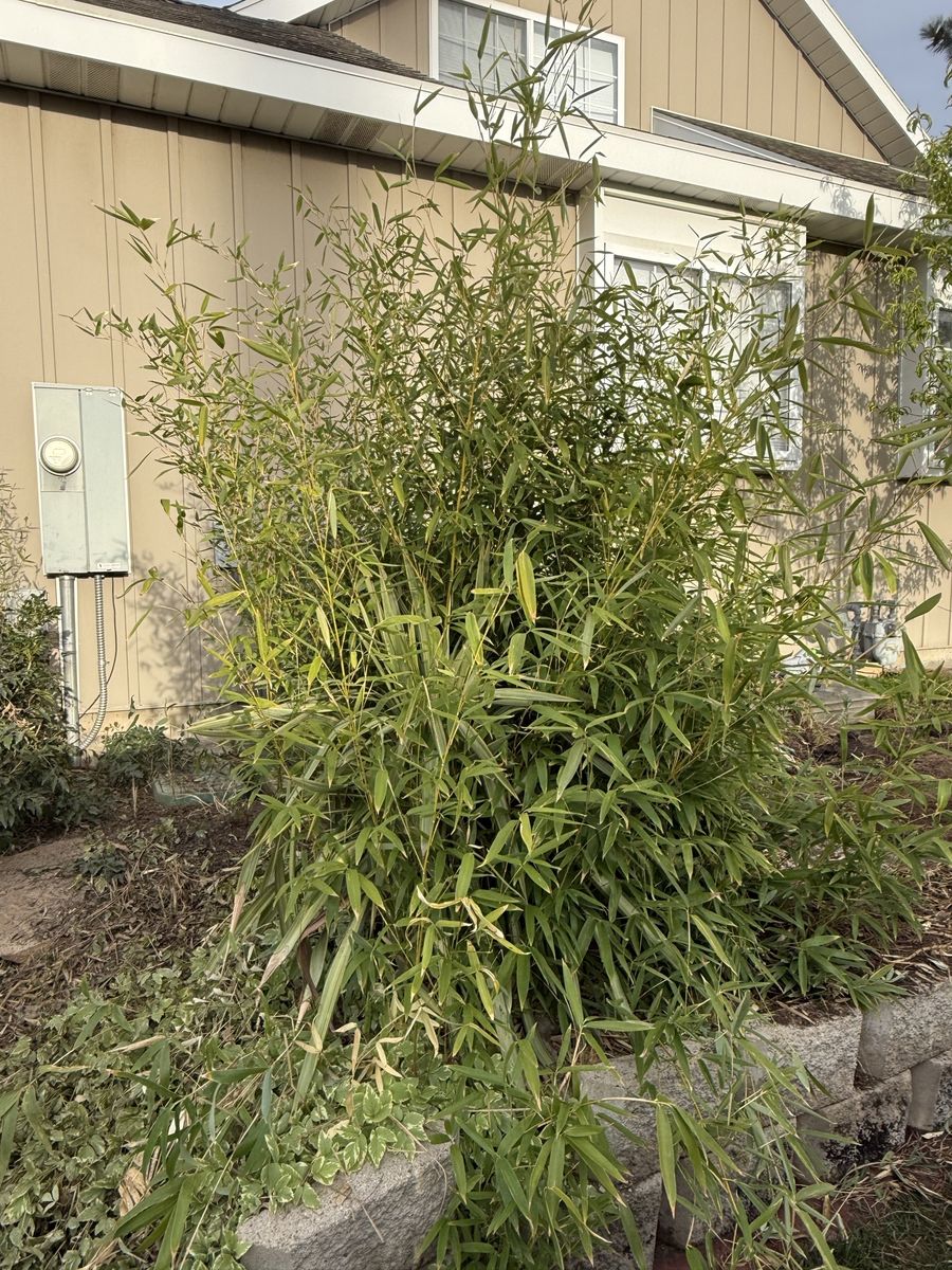Free Evergreen Bamboo- PENDING
