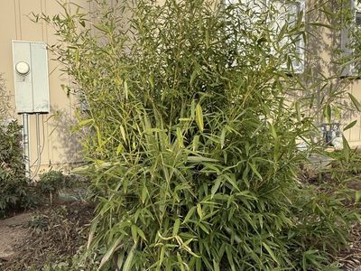 Free Evergreen Bamboo- PENDING
