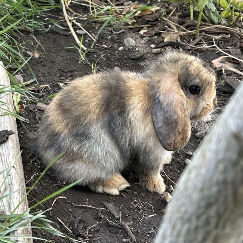Holland lop buck pedigree