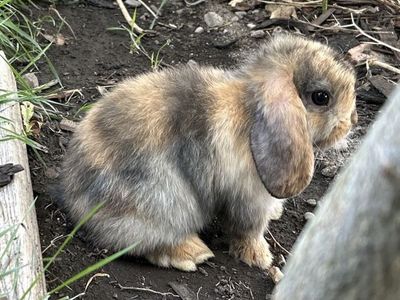 Holland lop buck pedigree