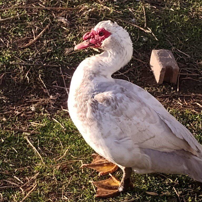 Muscovy ducks