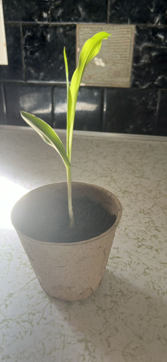 Corn Seedling