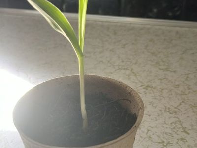 Corn Seedling