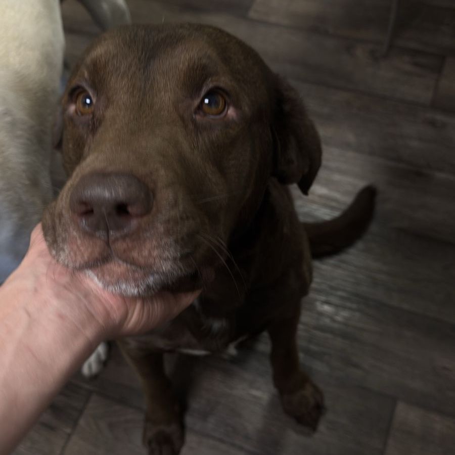 Busch – 4-Year-Old Male Dog Looking for a Loving Home - Chocolate Labrador