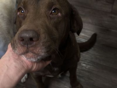 Busch – 4-Year-Old Male Dog Looking for a Loving Home - Chocolate Labrador