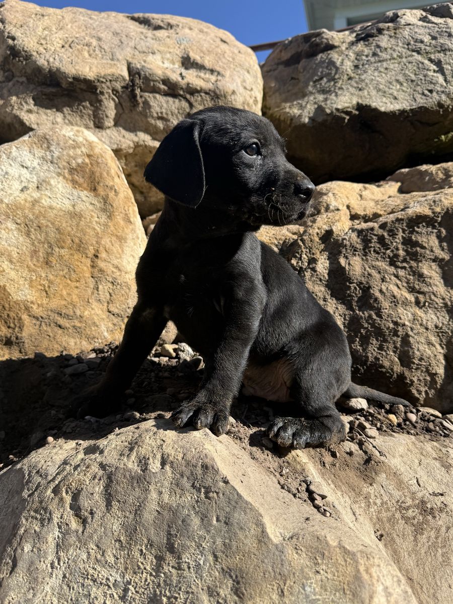 Adorable GSP/ Lab Puppies - Black & Brown