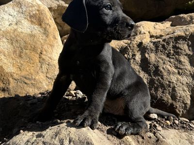 Adorable GSP/ Lab Puppies - Black & Brown