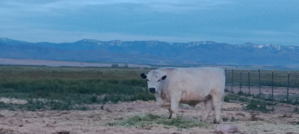 Grass fed beef - 1 quarter available