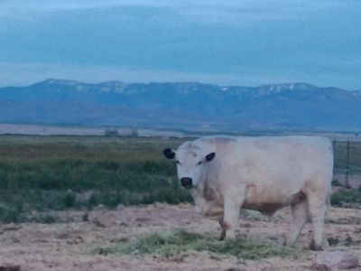 Grass fed beef - 1 quarter available
