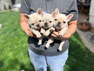 AKC French bulldog