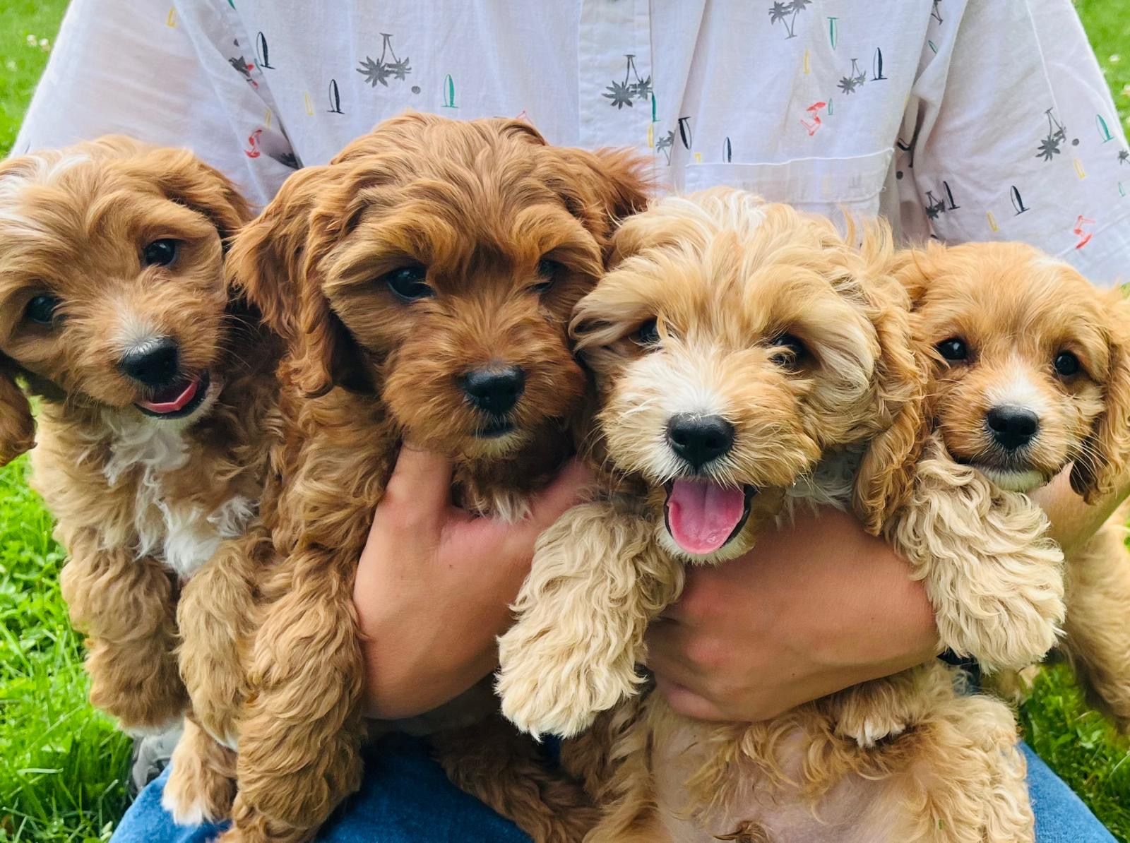 Cavapoo Male Puppies