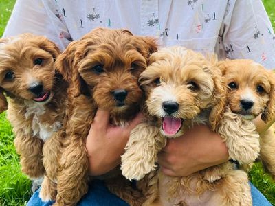 Cavapoo Male Puppies