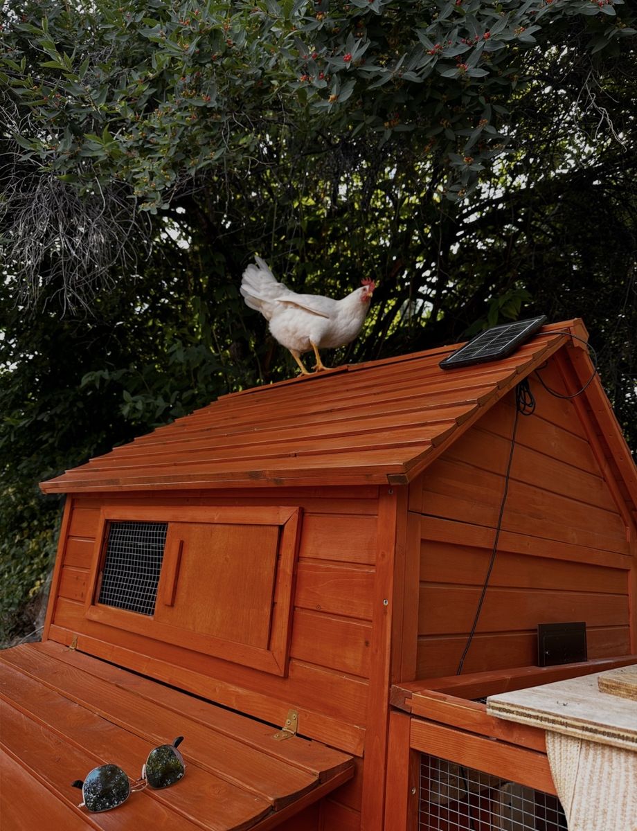 Free Spent Hen
