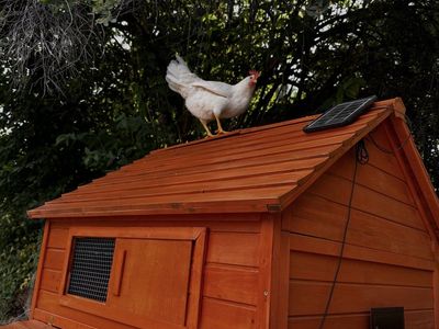 Free Spent Hen