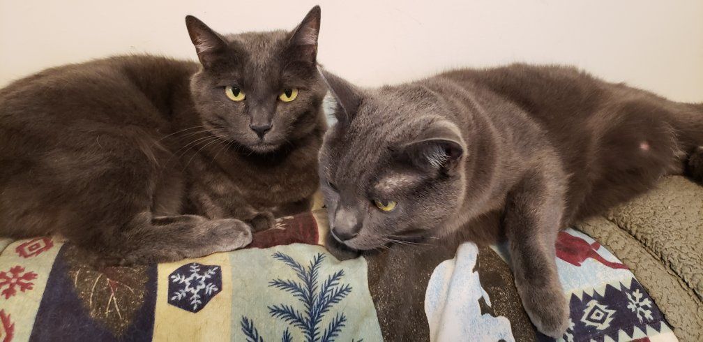 Two loving and affectionate Manx cats looking for their forever home - rehoming fee also includes food and supplies 