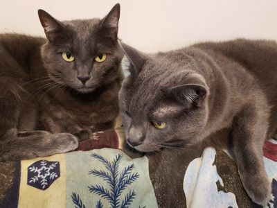 Two loving and affectionate Manx cats looking for their forever home - rehoming fee also includes food and supplies