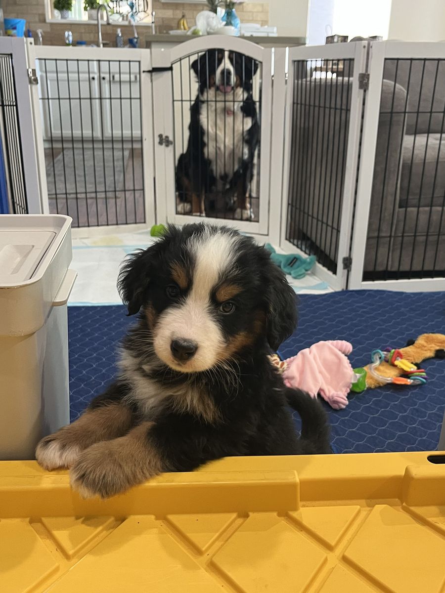 AKC Bernese Mountain Dog Puppies
