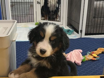 AKC Bernese Mountain Dog Puppies