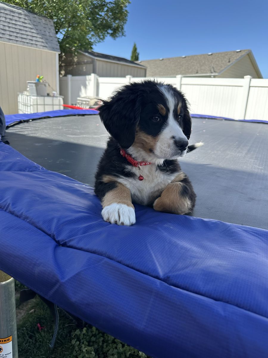 Akc Bernese Mountain dog puppies $1000
