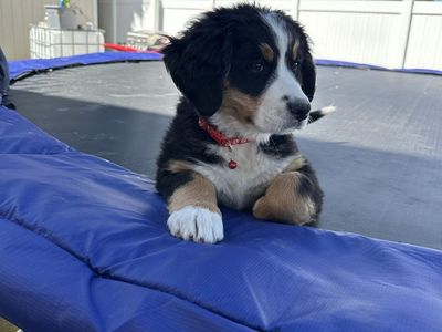Akc Bernese Mountain dog puppies $1000