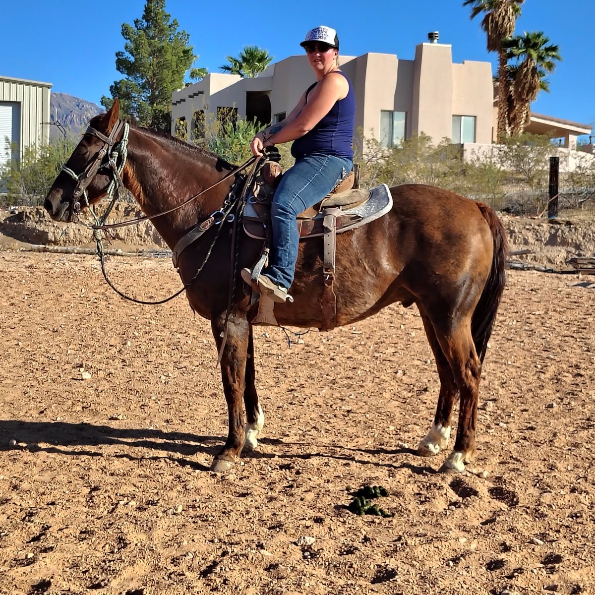 Stout Chestnut gelding super broke
