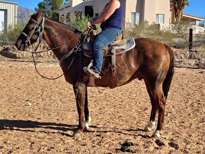Stout Chestnut gelding super broke