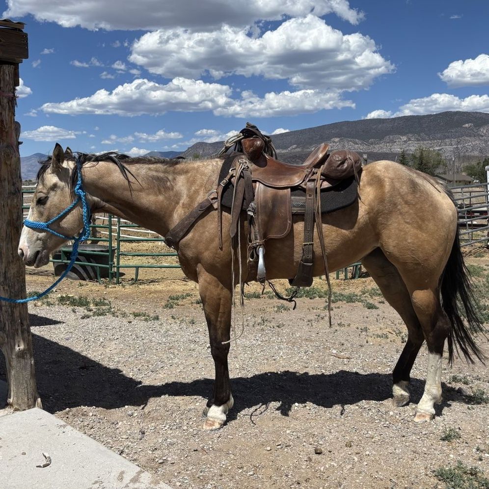 4 yr old registered mare
