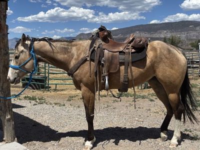4 yr old registered mare