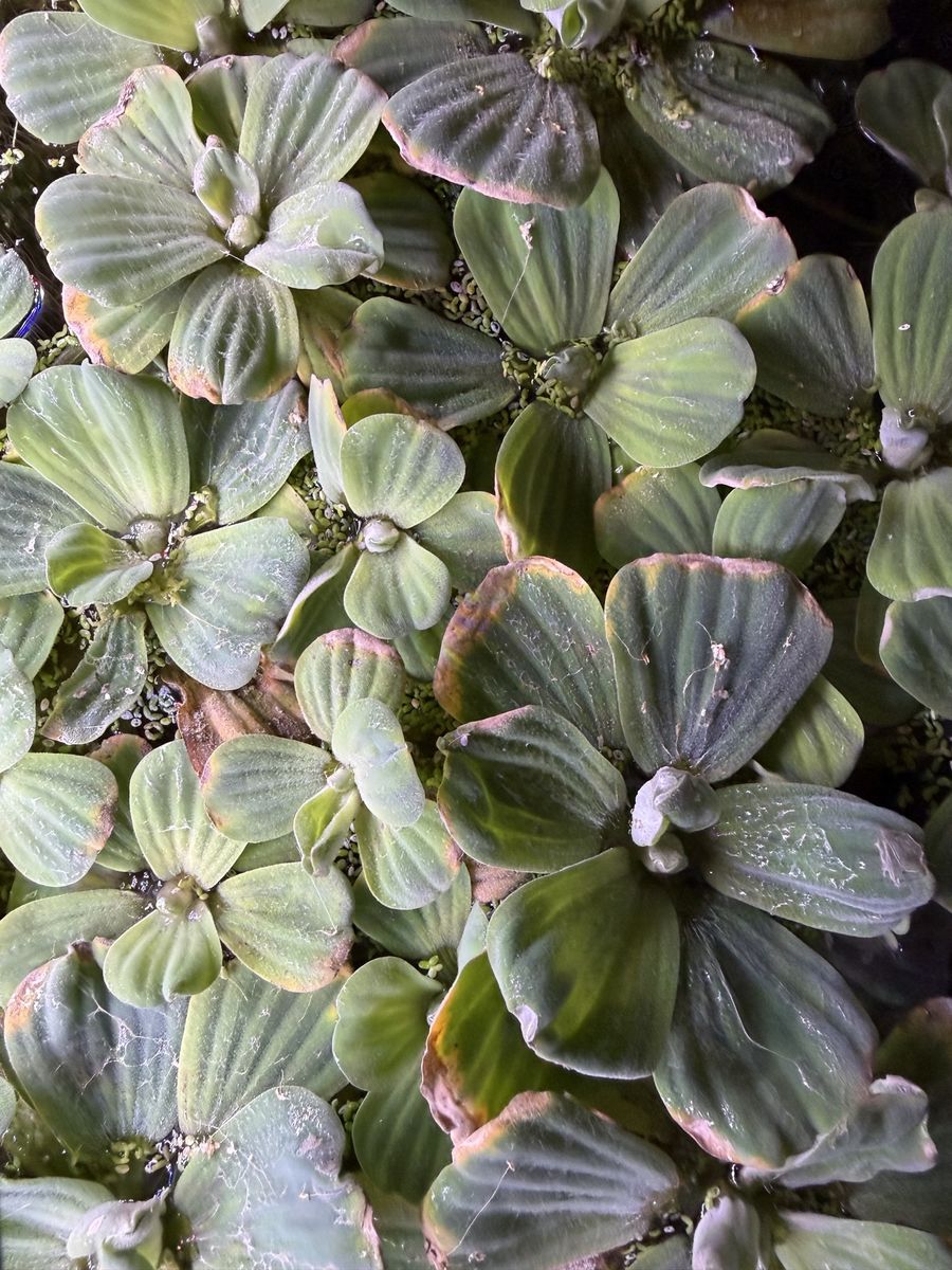 Freshwater Aquarium Floating Plants - Live Water Lettuce (Pistia stratiotes) for Sale