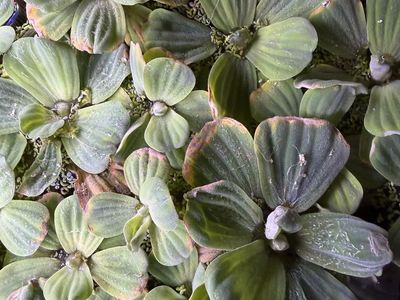 Freshwater Aquarium Floating Plants - Live Water Lettuce (Pistia stratiotes) for Sale