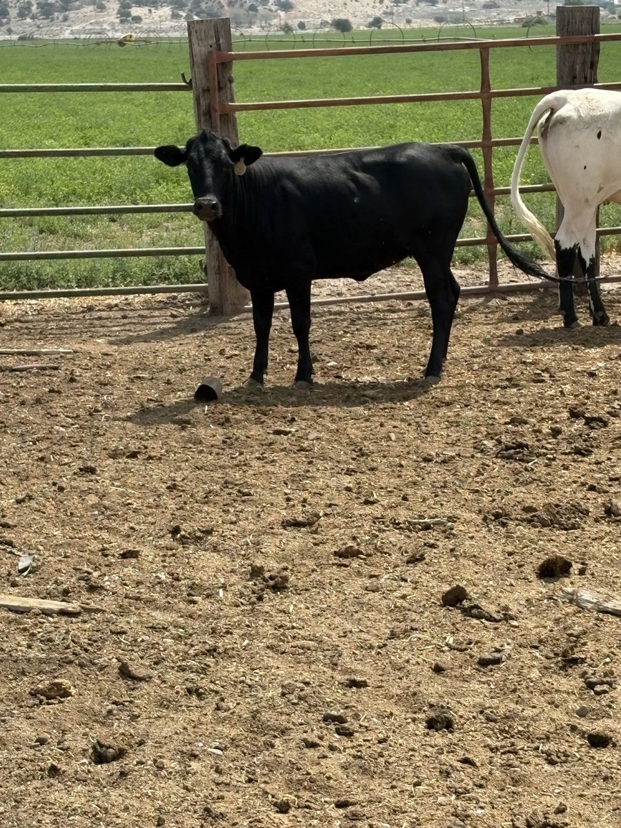 Miniature Buckin Heifer 