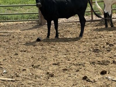 Miniature Buckin Heifer