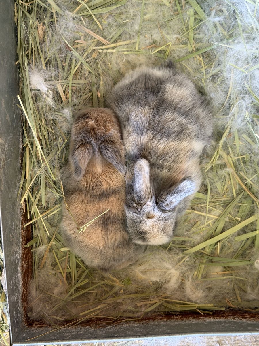 Adorable purebred/pedigreed harlequin holland lop bunnies