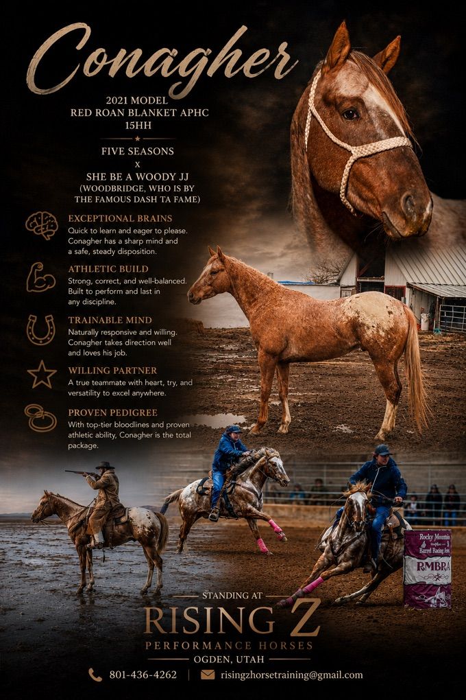 For Stud - APHC Stallion