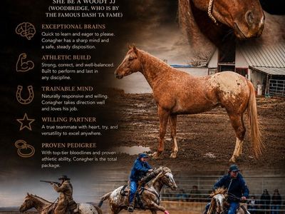 For Stud - APHC Stallion