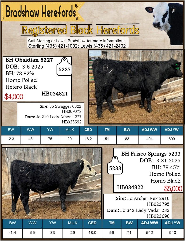 Bulls For Sale