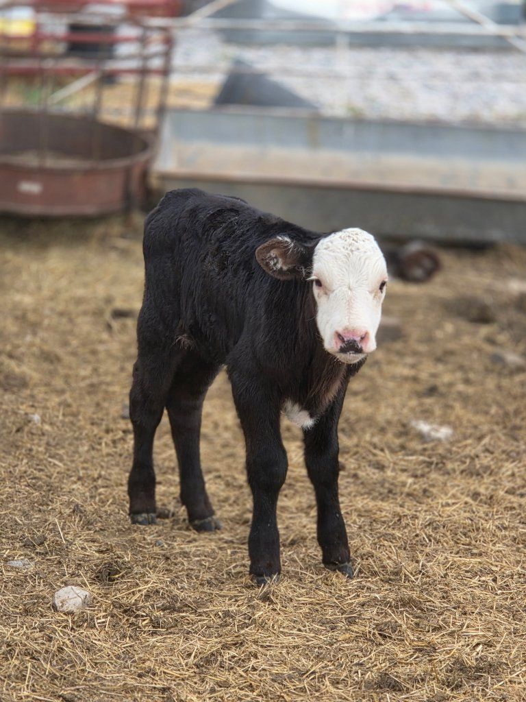 bull bottle calf