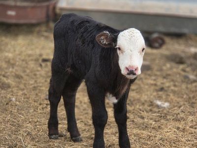 bull bottle calf