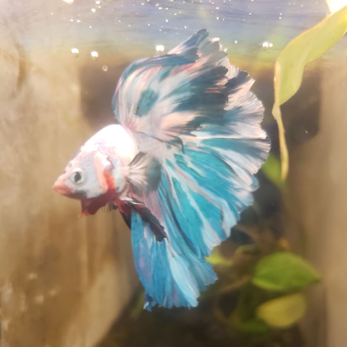 Import halfmoon Betta.