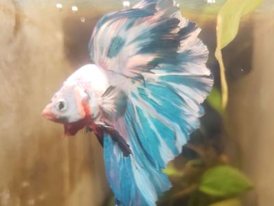 Import halfmoon Betta.