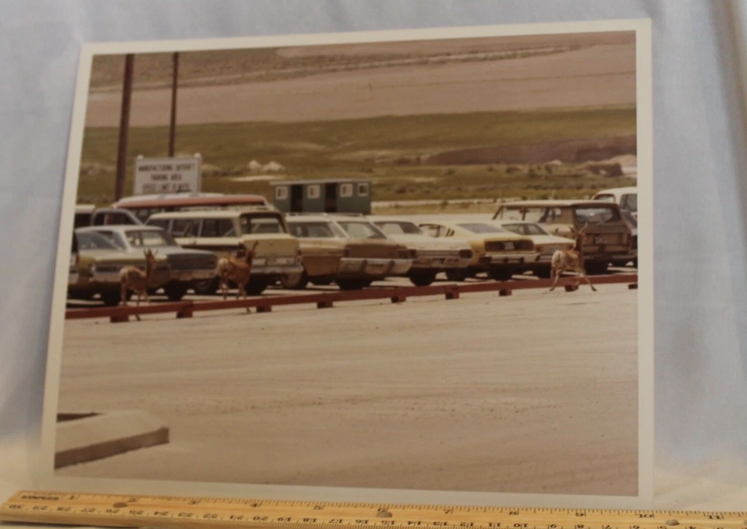 Vintage 1980 Thiokol Wasatch Press Photo - Utah Wildlife Deer Old Cars 8x10”