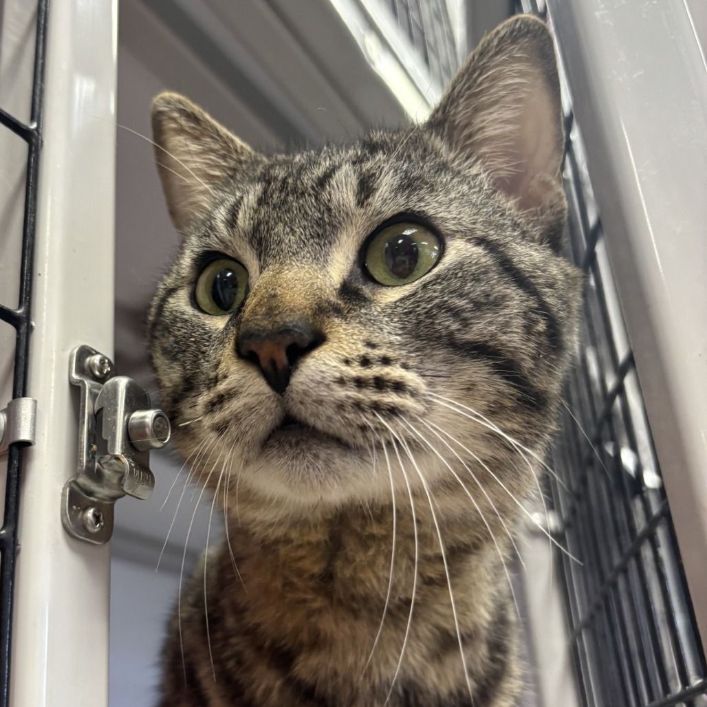 Hello my name is Puff