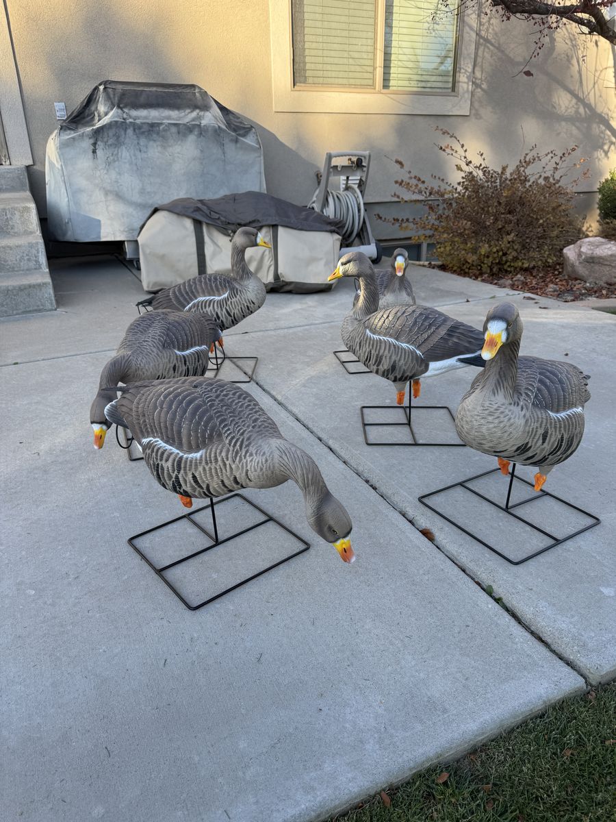 GHG Pro-Grade XD Specklebelly Harvester Decoys