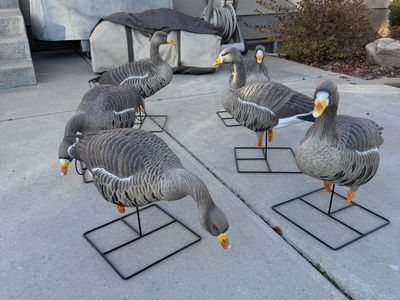 GHG Pro-Grade XD Specklebelly Harvester Decoys