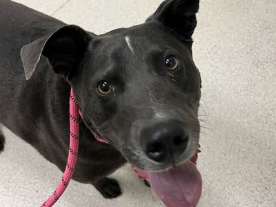 Hello my name is Shadow